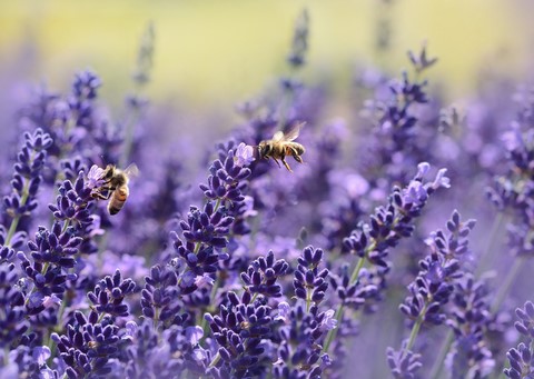 Abeilles et Lavande